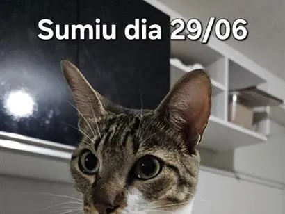 Gato raça SRD-ViraLata idade 3 anos nome George
