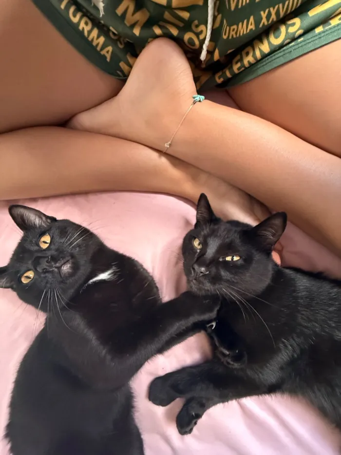 Gato raça SRD-ViraLata idade 7 a 11 meses nome Bartolomeu 