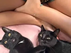 Gato raça SRD-ViraLata idade 7 a 11 meses nome Bartolomeu 