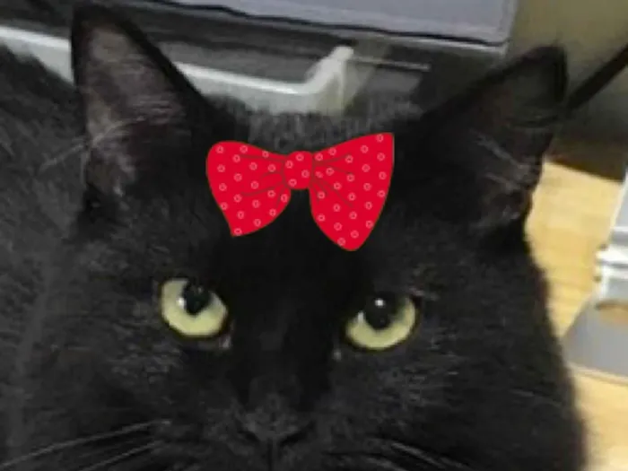 Gato raça SRD-ViraLata idade 3 anos nome Cacau 