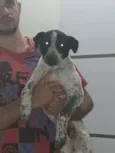 Luna, Bingo e Apolo