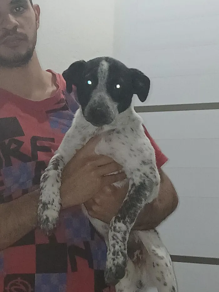 Cachorro raça SRD-ViraLata idade 2 a 6 meses nome Luna, Bingo e Apolo