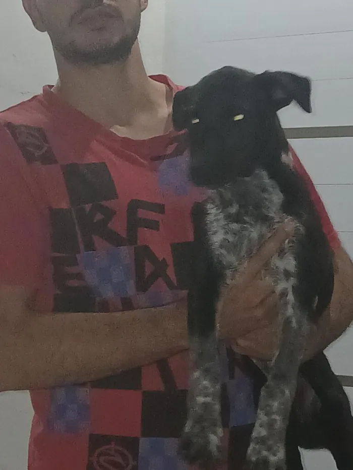 Cachorro raça SRD-ViraLata idade 2 a 6 meses nome Luna, Bingo e Apolo