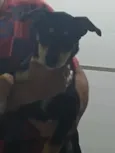 Luna, Bingo e Apolo
