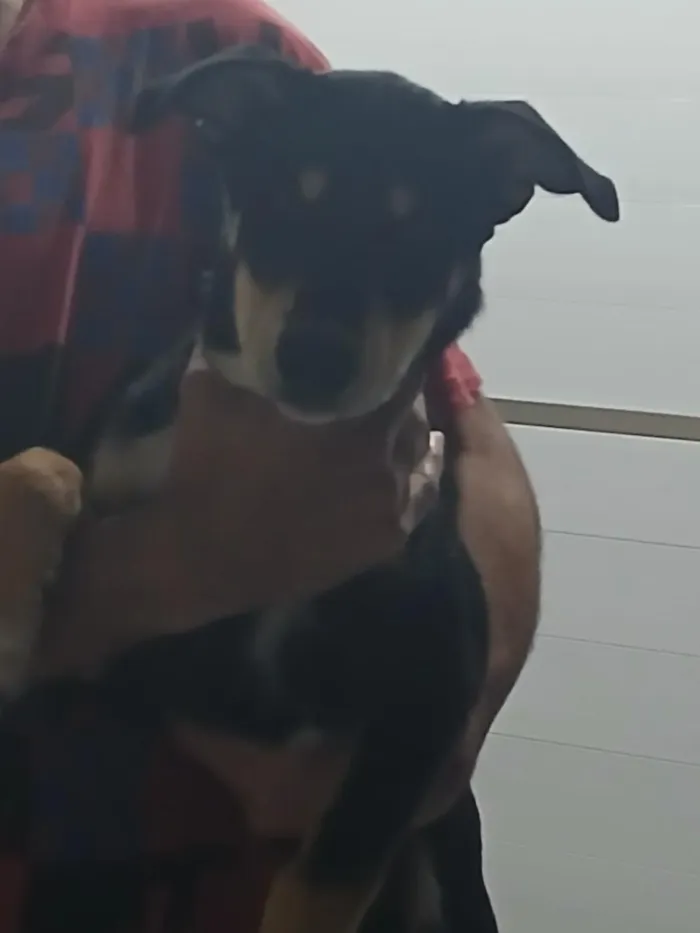 Cachorro raça SRD-ViraLata idade 2 a 6 meses nome Luna, Bingo e Apolo