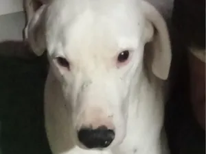 Cachorro raça SRD-ViraLata idade 2 anos nome hades