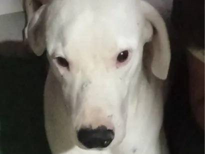 Cachorro raça SRD-ViraLata idade 2 anos nome hades