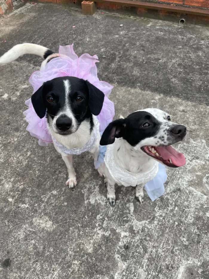 Cachorro raça SRD-ViraLata idade 2 anos nome Mia e Pocaria