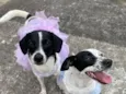 Mia e Pocaria