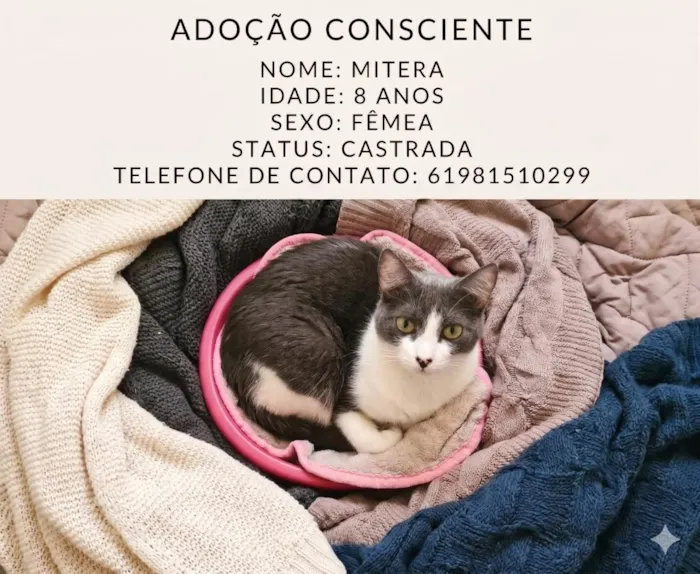 Gato raça SRD-ViraLata idade 6 ou mais anos nome Mitera