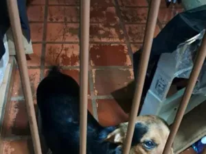 Cachorro raça SRD-ViraLata idade 4 anos nome vitória 