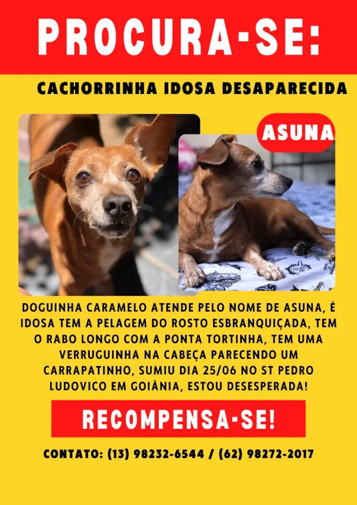 Cachorro raça SRD-ViraLata idade 6 ou mais anos nome Asuna
