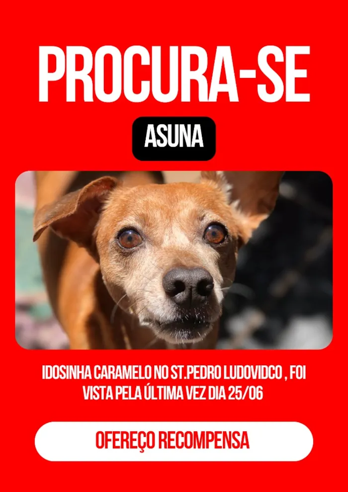 Cachorro raça SRD-ViraLata idade 6 ou mais anos nome Asuna