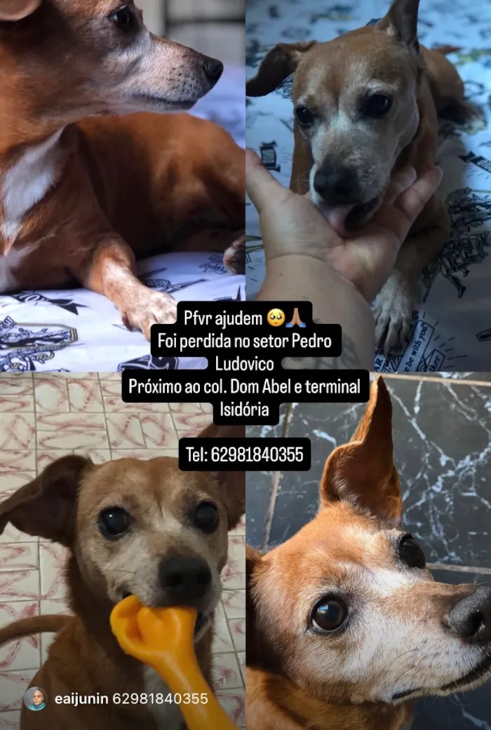 Cachorro raça SRD-ViraLata idade 6 ou mais anos nome Asuna