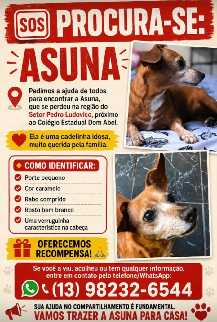 Cachorro raça SRD-ViraLata idade 6 ou mais anos nome Asuna