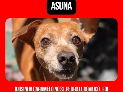 Cachorro raça SRD-ViraLata idade 6 ou mais anos nome Asuna