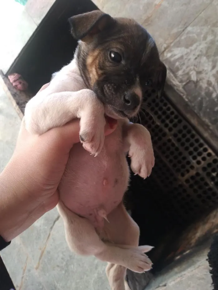 Cachorro raça SRD-ViraLata idade 2 a 6 meses nome max 