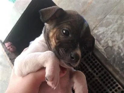 Cachorro raça SRD-ViraLata idade 2 a 6 meses nome max 