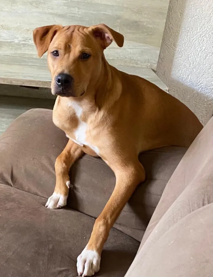 Cachorro raça SRD-ViraLata idade 7 a 11 meses nome Pitch