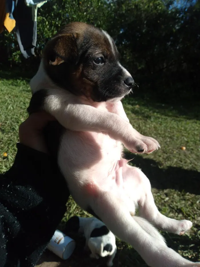 Cachorro raça SRD-ViraLata idade Abaixo de 2 meses nome max