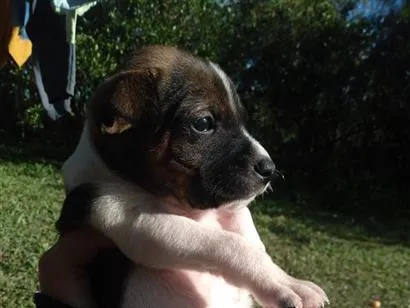Cachorro raça SRD-ViraLata idade Abaixo de 2 meses nome max