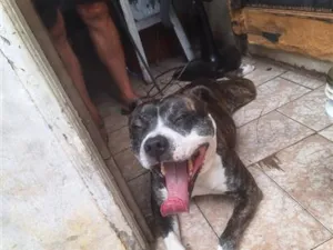 Cachorro raça Pit-Bull idade 3 anos nome Dudu