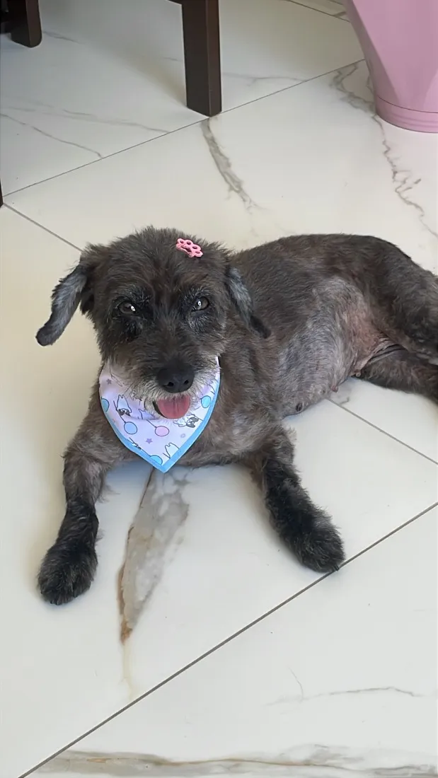 Cachorro raça SRD-ViraLata idade 2 anos nome Safira