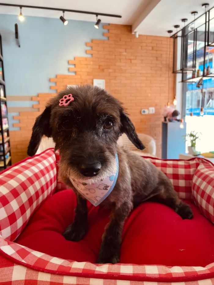 Cachorro raça SRD-ViraLata idade 2 anos nome Safira