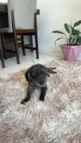 Safira