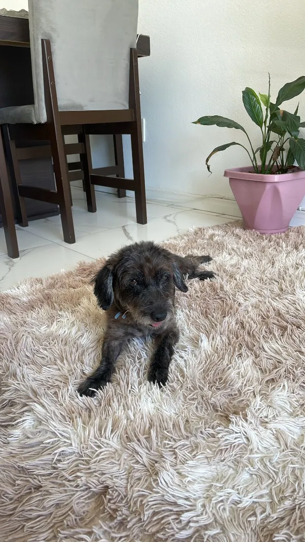 Cachorro raça SRD-ViraLata idade 2 anos nome Safira