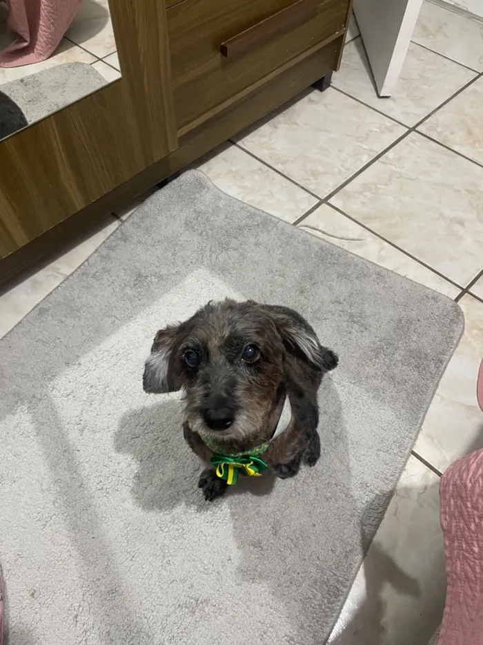 Cachorro raça SRD-ViraLata idade 2 anos nome Safira