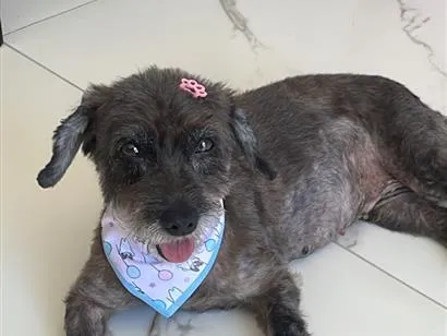 Cachorro raça SRD-ViraLata idade 2 anos nome Safira