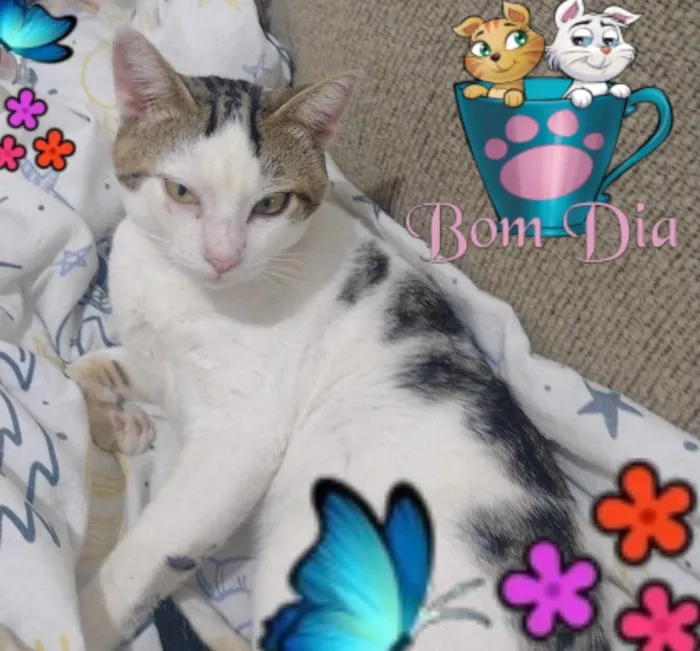Gato raça SRD-ViraLata idade 1 ano nome Frederico 