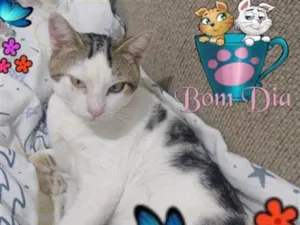 Gato raça SRD-ViraLata idade 1 ano nome Frederico 