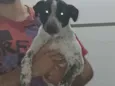 Luna, Bingo e Apolo