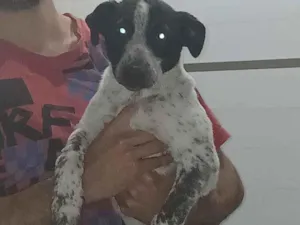 Cachorro raça SRD-ViraLata idade 2 a 6 meses nome Luna, Bingo e Apolo