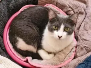 Gato raça SRD-ViraLata idade 6 ou mais anos nome Mitera