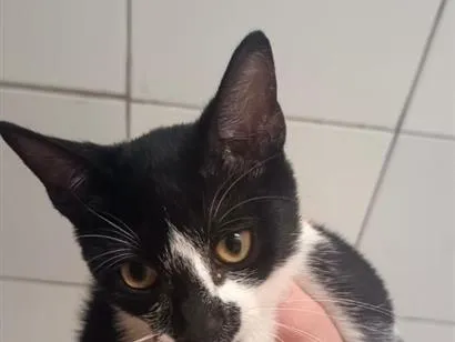 Gato raça SRD-ViraLata idade 1 ano nome Priscila