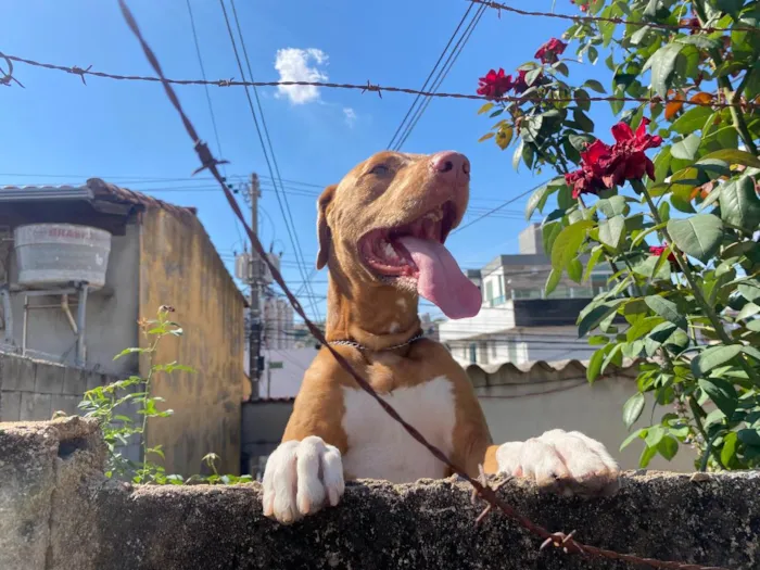 Cachorro raça SRD-ViraLata idade 5 anos nome Guaraci