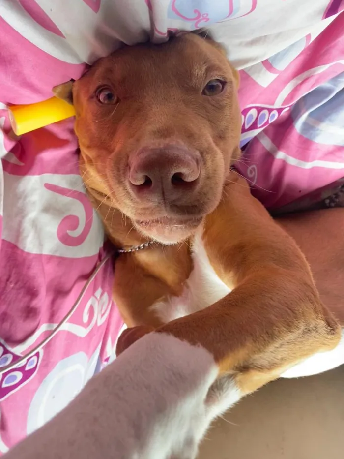 Cachorro raça SRD-ViraLata idade 5 anos nome Guaraci