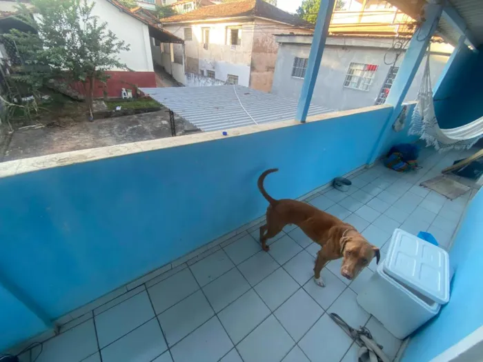 Cachorro raça SRD-ViraLata idade 5 anos nome Guaraci