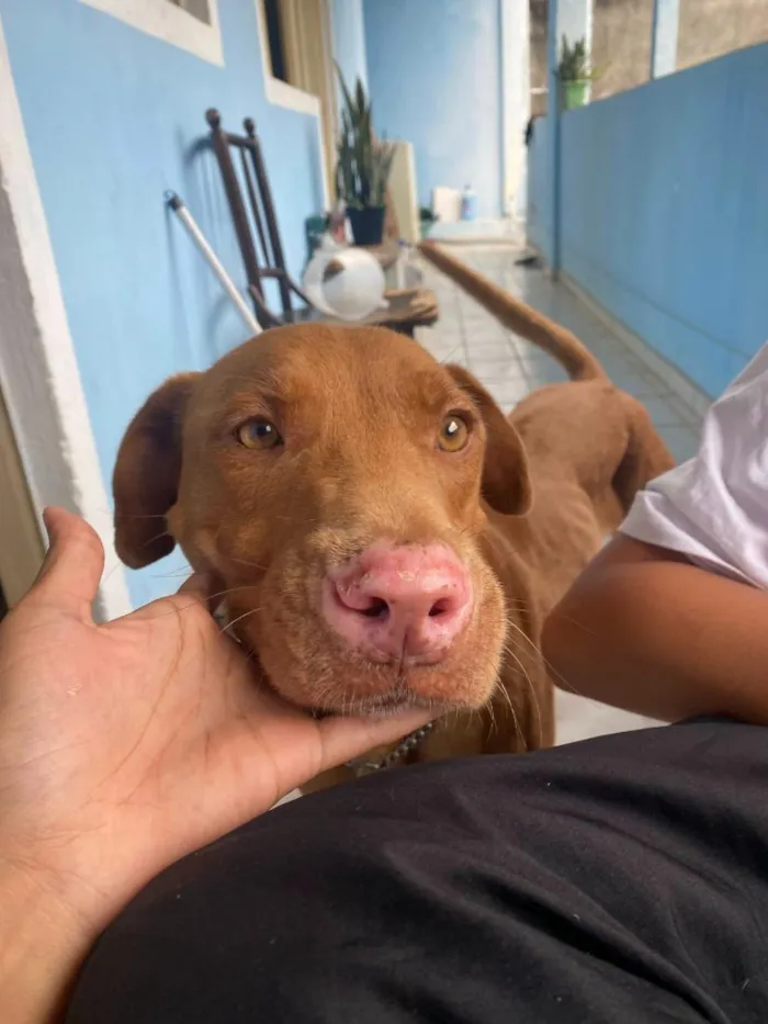 Cachorro raça SRD-ViraLata idade 5 anos nome Guaraci
