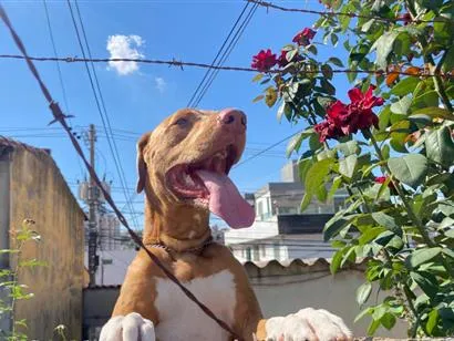 Cachorro raça SRD-ViraLata idade 5 anos nome Guaraci
