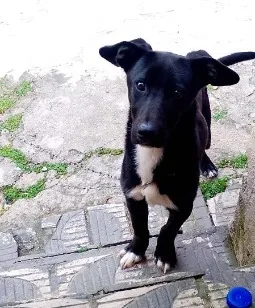 Cachorro raça SRD-ViraLata idade 7 a 11 meses nome Apollo