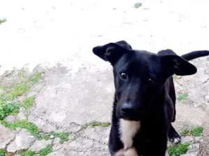 Cachorro raça SRD-ViraLata idade 7 a 11 meses nome Apollo