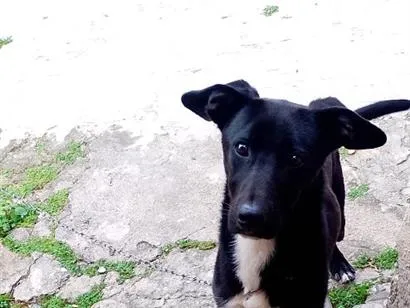 Cachorro raça SRD-ViraLata idade 7 a 11 meses nome Apollo