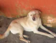 NESCAU