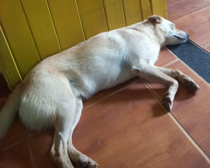 Cachorro raça SRD-ViraLata idade 3 anos nome NESCAU
