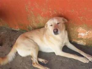 Cachorro raça SRD-ViraLata idade 3 anos nome NESCAU