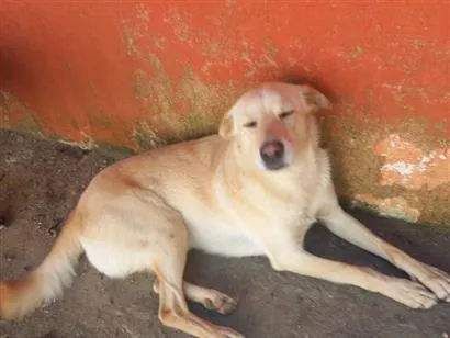 Cachorro raça SRD-ViraLata idade 3 anos nome NESCAU